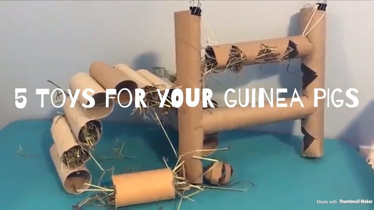5 Super Easy DIY Guinea Pig Toys