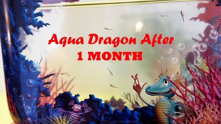 Aqua Dragons After One Month | Aqua Dragons Growth Update & Shout Out