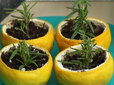 Biodegradable Seed Starters 4 Ways