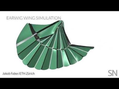 Earwig wings inspired a new origami gripper | Science News