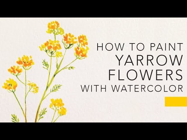 EASY watercolor flower tutorial: YARROWS