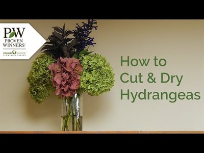 How to Cut and Dry Your Hydrangea