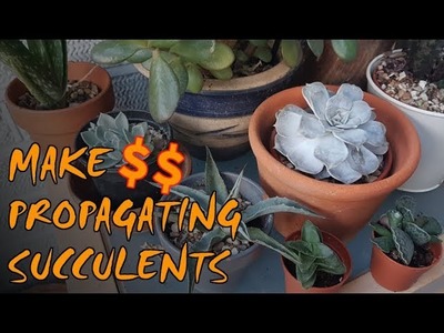 Make Money On Your Homestead | Propagating Succulents
