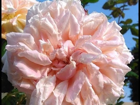 Shabby Chic Old English Rose Tutorial - jennings644