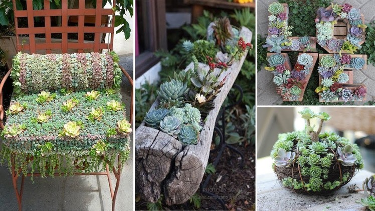 120 Ideas for Succulents in Containers | You Must Know | DIY Garden