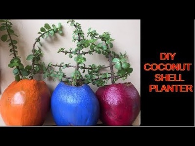 DIY Coconut Shell planter.Grow plants in coconut shell