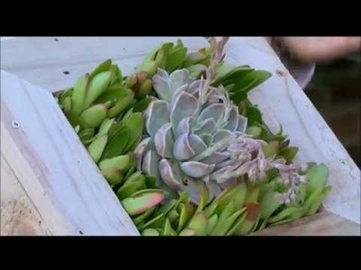 DIY: Frame your succulents!