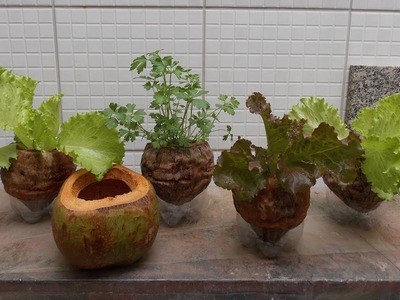Grow Plants in Coconuts | Organic pot DIY Garden  | Eco-friendly DIY Project