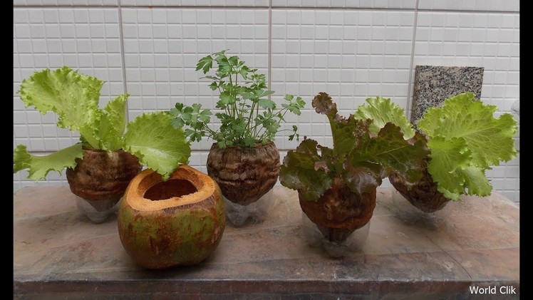Grow Plants in Coconuts | Organic pot DIY Garden  | Eco-friendly DIY Project