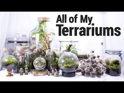 ALL of My Terrariums!