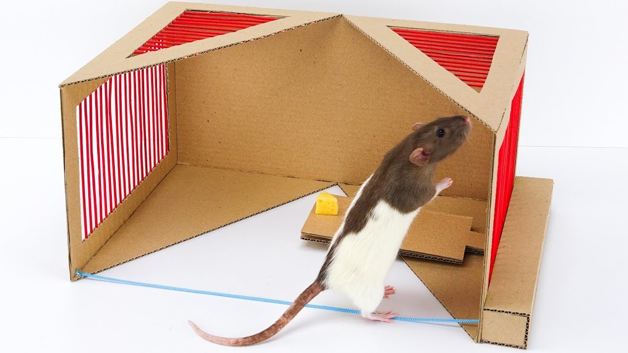 how-to-make-rat-trap-from-cardboard