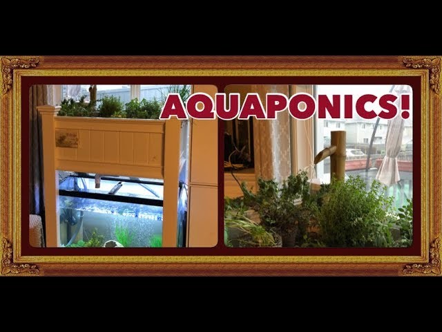 Aquaponics System In My Living Room - DIY Grow Bed!