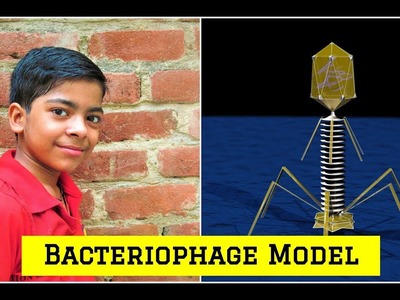 DIY How to make Bacteriophage Model | Science Projects