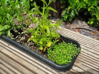 DIY Pond filter build - Pt. 5 - Growing Marginal Plants