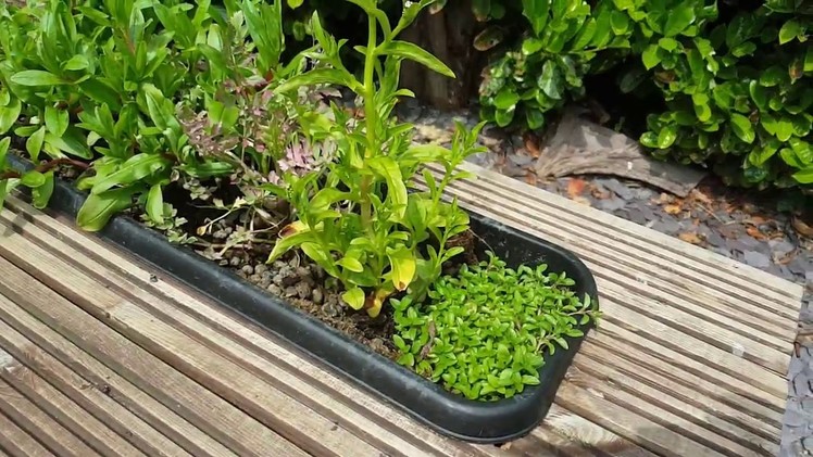 DIY Pond filter build - Pt. 5 - Growing Marginal Plants