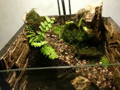 First try in building paludarium