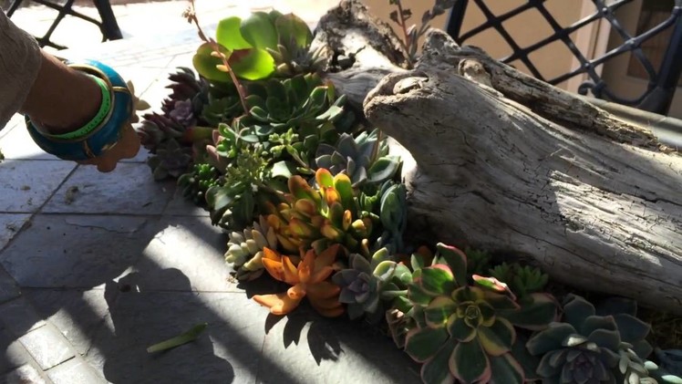 Succulent tip of the day drift wood