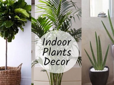Home Decoration With Plants || Best Indoor Plants In India For Decoration