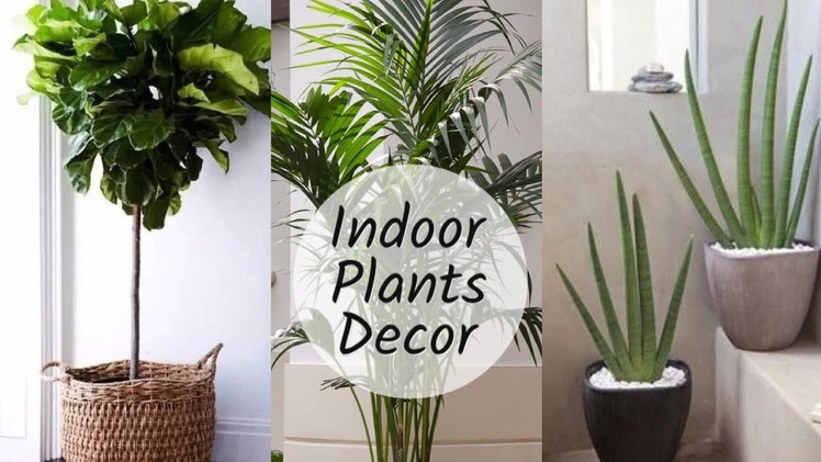 Home Decoration With Plants || Best Indoor Plants In India For Decoration