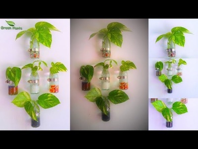 How to Grow Money plant | Clear Glass Wall Mounted Planter | Money plant Growing Ideas.GREEN PLANTS