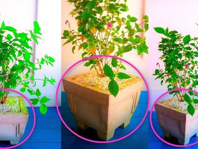 How to Make Big Cement. concrete Pot at Home Under $ 0.30 or 20 INR.GREEN PLANTS