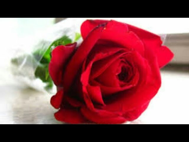 How to make red rose using color paper || specially for friendship day || Shilpa drawing & craft
