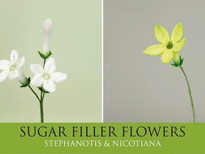 How to Make Stephanotis, Nicotiana | Sugar Filler Flowers Part 2