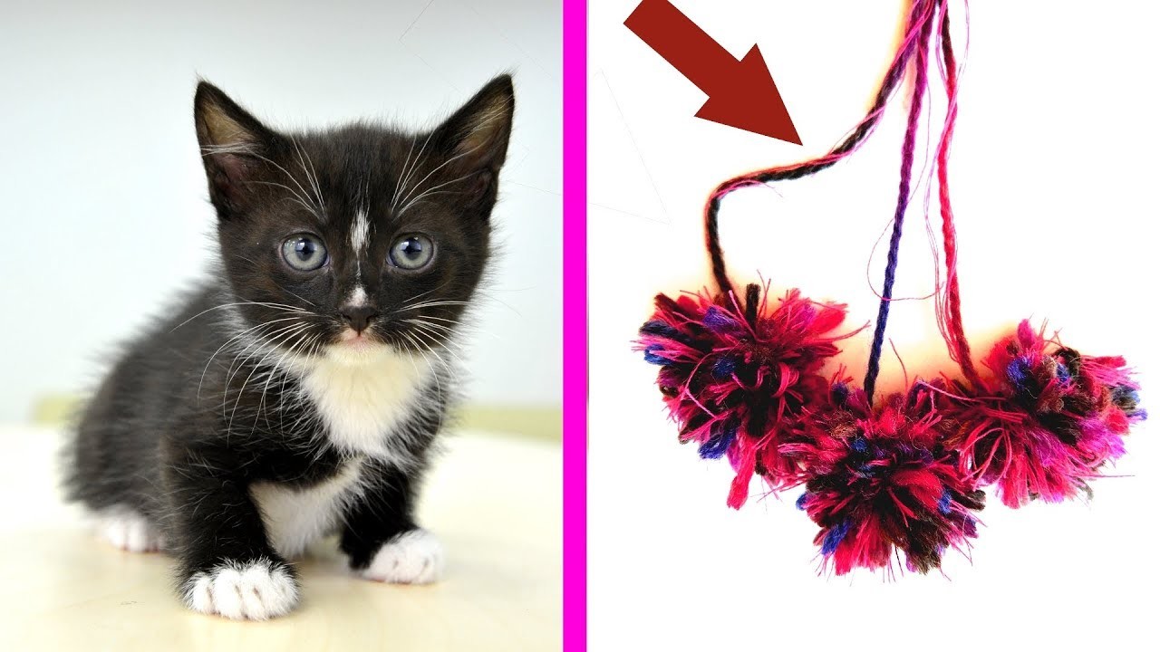 DIY Simple Toys For Cats Crafts For Pets Diy Projects For Pets 