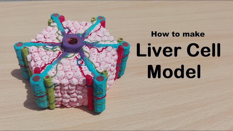 How to make Liver cell model | 3d thermocol.styrofoam projects