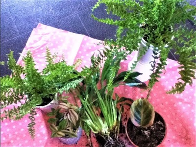 DIY Plant holder.Boston Fern and Calathea update