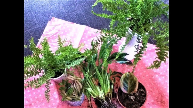 DIY Plant holder.Boston Fern and Calathea update