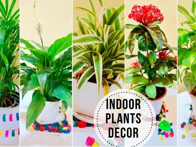 Best Indoor Plants In India For Decoration | Easy to Grow Indoor Plants | Full Guide