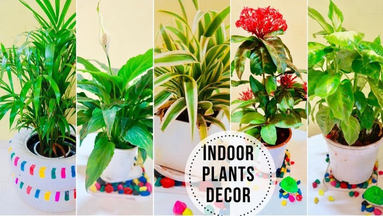 Best Indoor Plants In India For Decoration | Easy to Grow Indoor Plants | Full Guide