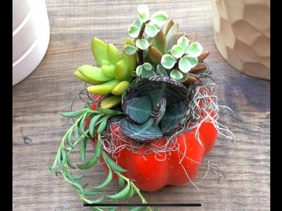 DIY pumpkin succulent arrangement. 9.23.2018
