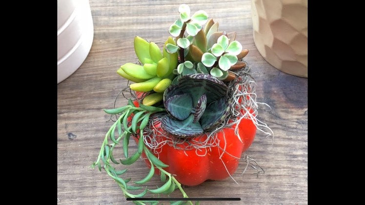 DIY pumpkin succulent arrangement. 9.23.2018