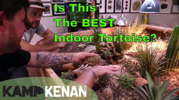 Great Indoor Tortoises & Turtles!