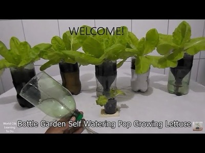 Bottle Garden Self Watering Pop  - Lettuce