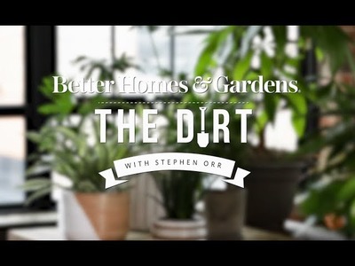 Houseplants You Can't Kill | Gardening & Outdoor Living | Better Homes & Gardens