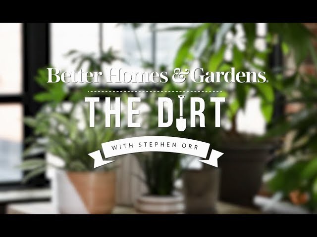 Houseplants You Can't Kill | Gardening & Outdoor Living | Better Homes & Gardens