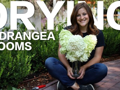 How to Dry Hydrangea Blooms ????. Garden Answer