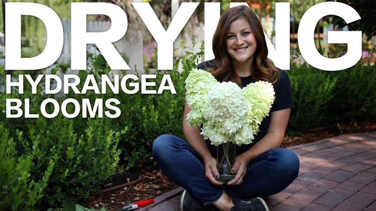 How to Dry Hydrangea Blooms ????. Garden Answer
