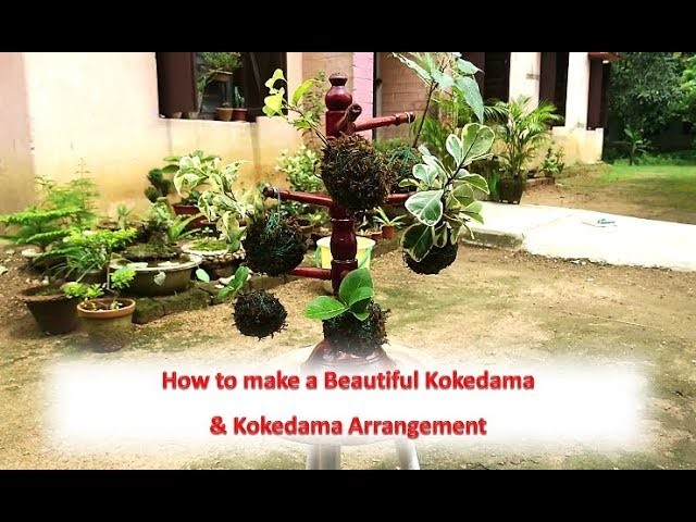 How to make a Beautiful Kokedama & Kokedama Arrangement (with english subtitle)