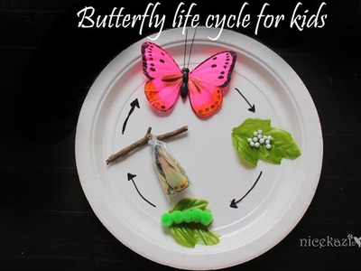 Butterfly life cycle for kids :Metamorphosis