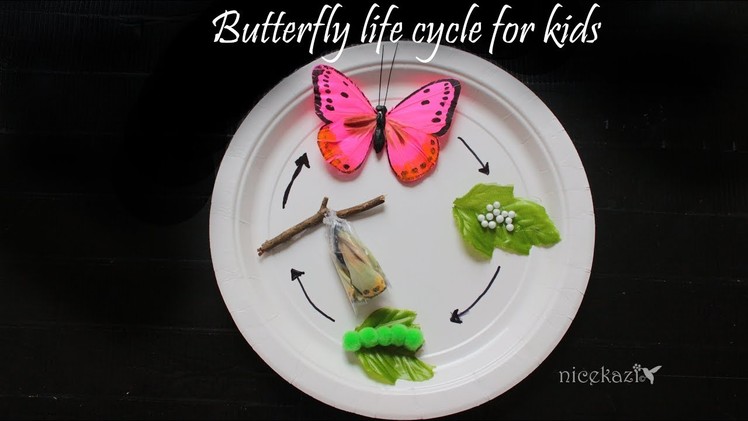 Butterfly life cycle for kids :Metamorphosis