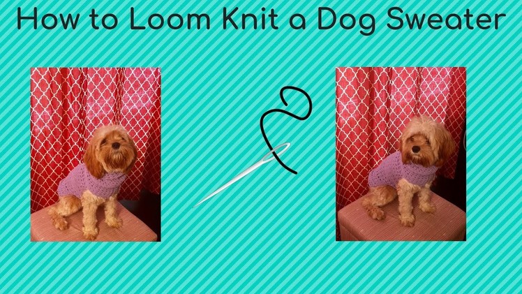How to Loom Knit A Dog Sweater