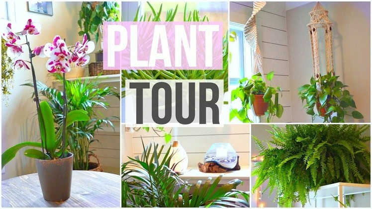 My House Plant Collection! 2018