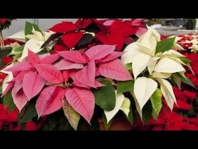 96.How to grow Poinsettia with subtitles.