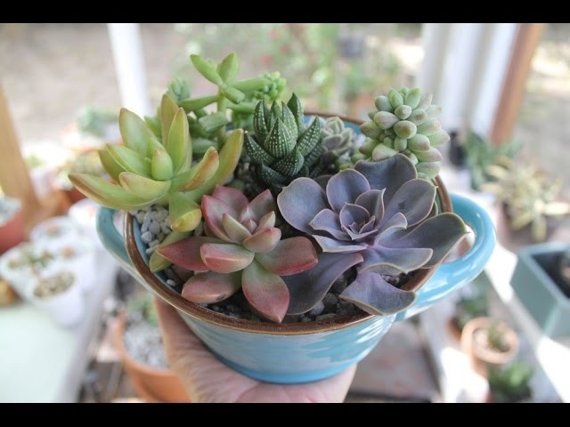 How to: Arrange a simple pot of succulents with Sucs for You!