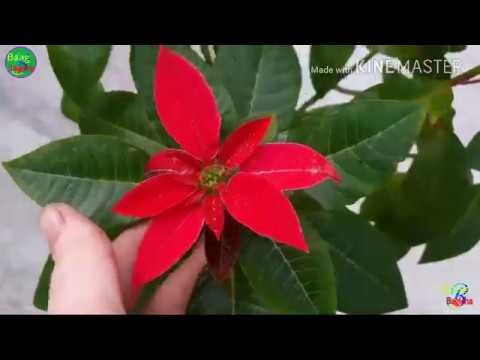 How to care and guide of poinsettia plant| gardening and caring tips of Christmas plant in hindi