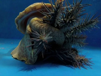 Pacific triton hunts and eats crown-of-thorns starfish